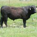 SOLD 608 Yearling Bull June 2017