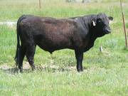 SOLD 608 Yearling Bull June 2017