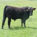 SOLD 609 Yearling Bull June 2017