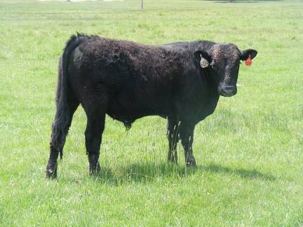 SOLD 609 Yearling Bull June 2017