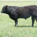 SOLD 609 Yearling Bull June 2017