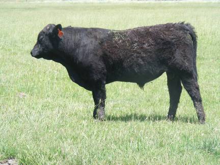 SOLD 609 Yearling Bull June 2017