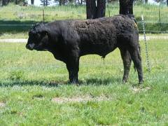 SOLD 519 Two year Old Bull 2017