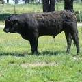 SOLD 519 Two year Old Bull 2017