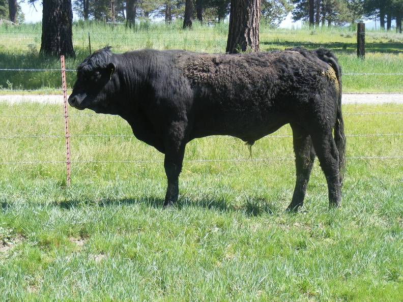 SOLD 519 Two year Old Bull 2017