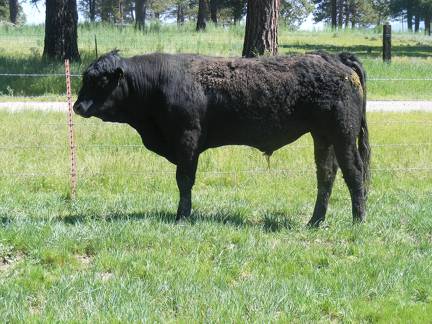 SOLD 519 Two year Old Bull 2017