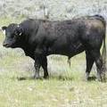 531 Two year Old Bull for Sale 2017