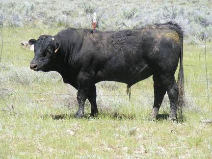 531 Two year Old Bull for Sale 2017