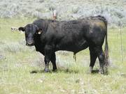531 Two year Old Bull for Sale 2017
