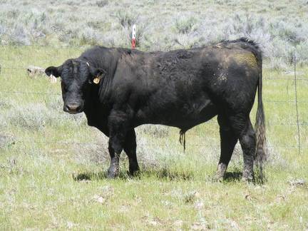 531 Two year Old Bull for Sale 2017