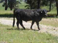 541 Two year Old Bull for Sale 2017