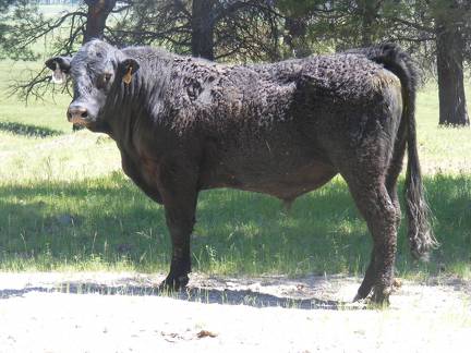 541 Two year Old Bull for Sale 2017