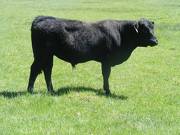 545 Two year Old Bull for Sale 2017