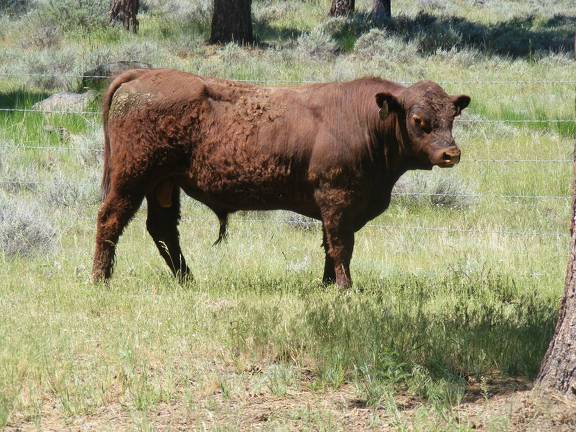 SOLD 527 Two year old bull 2017