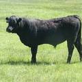 545 Two year old bull for sale 2017