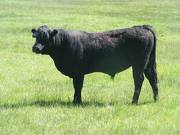 545 Two year old bull for sale 2017
