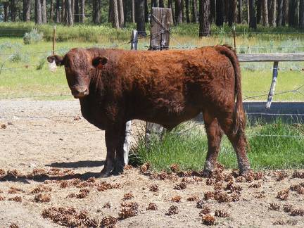 628 Yearling Bull for sale June 2017