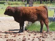 628 Yearling Bull for sale June 2017
