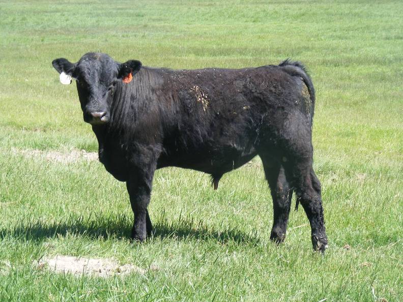 Herdsire 629 Yearling Bull June 2017