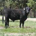 Herdsire 629 Yearling Bull June 2017