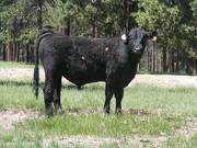 Herdsire 629 Yearling Bull June 2017