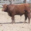 630 Yearling Bull for sale June 2017
