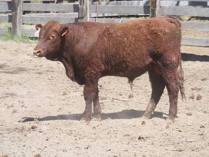 630 Yearling Bull for sale June 2017