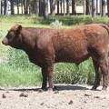 630 Yearling Bull for sale June 2017