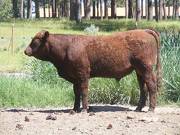 630 Yearling Bull for sale June 2017