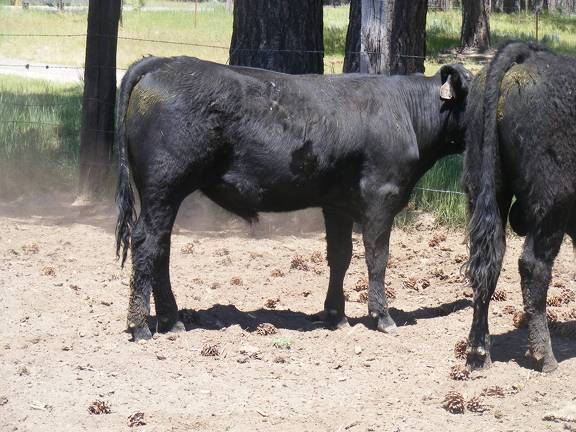 632 Yearling Bull for sale June 2017