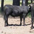 632 Yearling Bull for sale June 2017