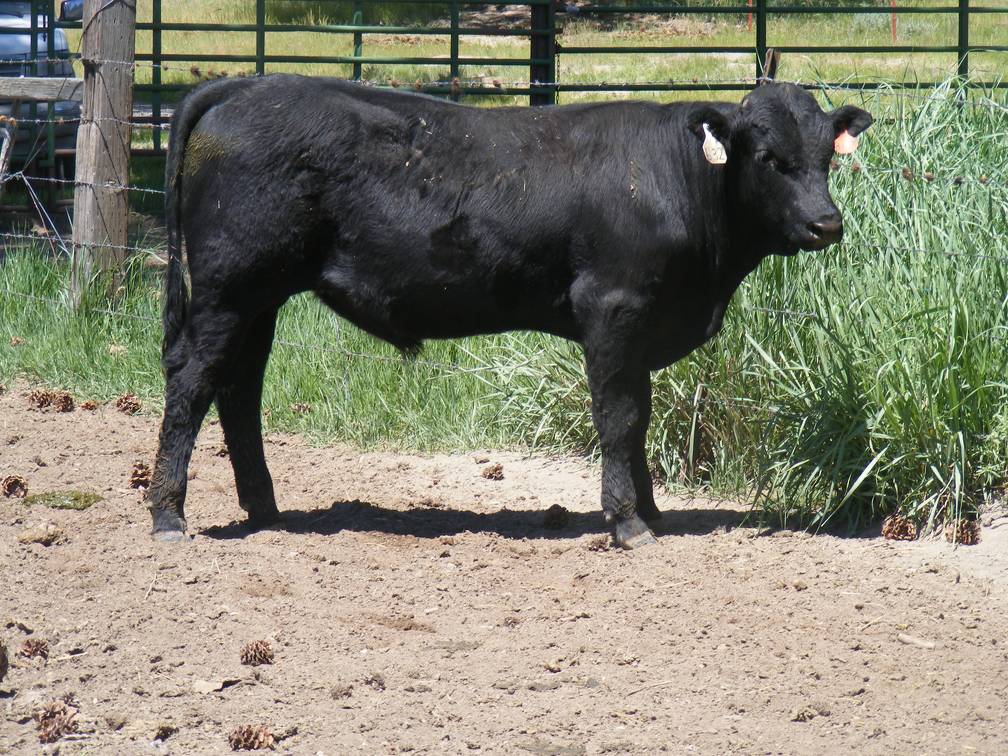 632 Yearling Bull for sale June 2017