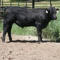 632 Yearling Bull for sale June 2017