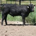 632 Yearling Bull for sale June 2017