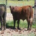 601 Yearling Bull for sale June 2017