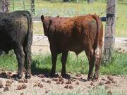 601 Yearling Bull for sale June 2017