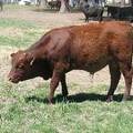 601 Yearling Bull for sale June 2017