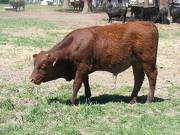 601 Yearling Bull for sale June 2017