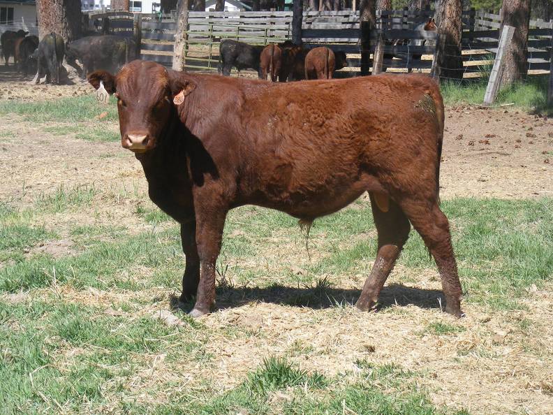 601 Yearling Bull for sale June 2017