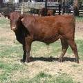 601 Yearling Bull for sale June 2017