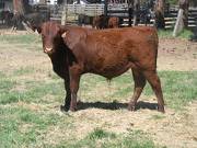 601 Yearling Bull for sale June 2017