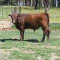603 Yearling Bull for sale June 2017