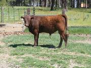 603 Yearling Bull for sale June 2017