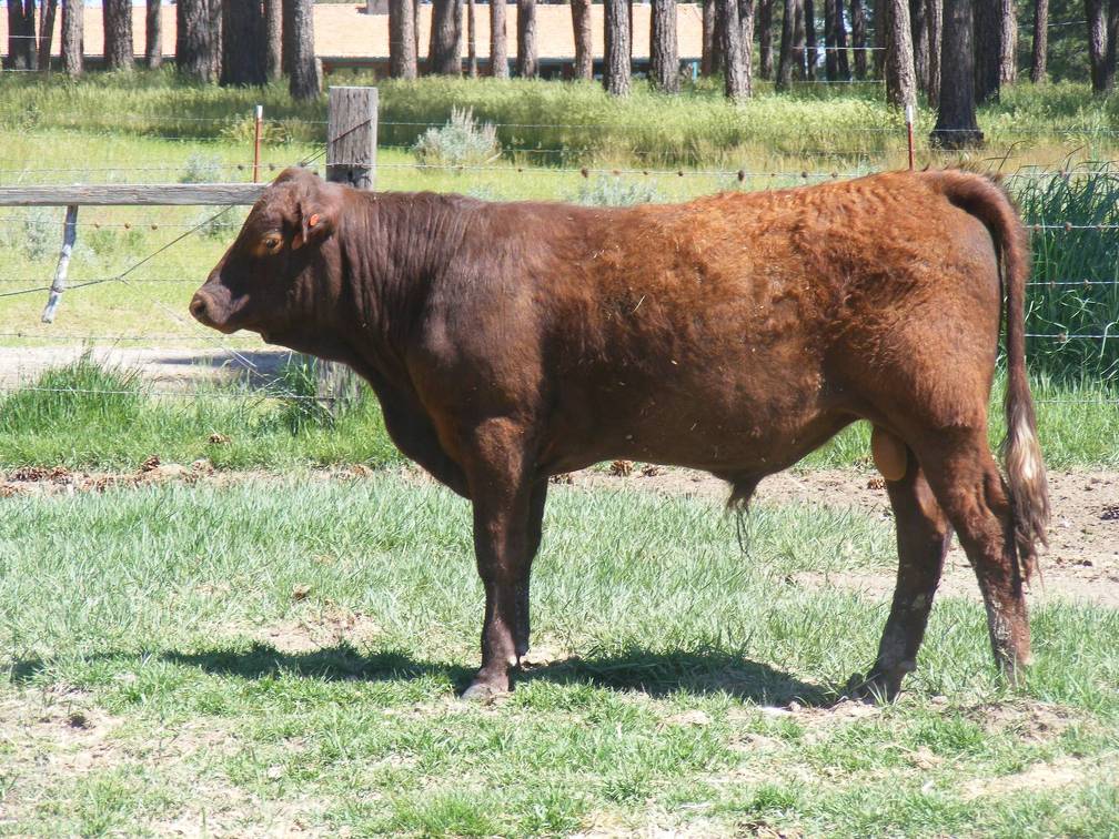 603 Yearling Bull for sale June 2017