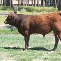 603 Yearling Bull for sale June 2017