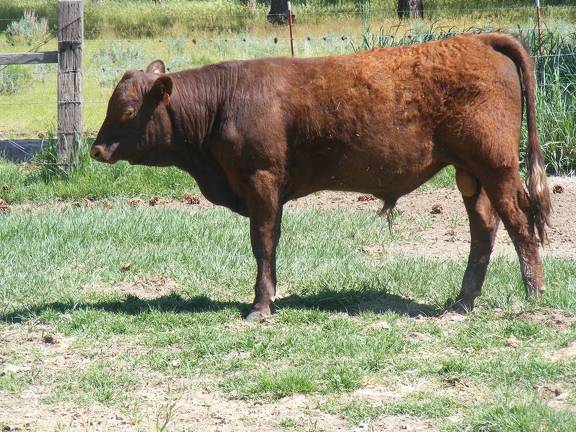 603 Yearling Bull for sale June 2017