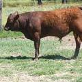 603 Yearling Bull for sale June 2017