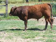 603 Yearling Bull for sale June 2017