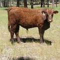 604 Yearling Bull for sale June 2017