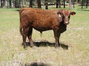 604 Yearling Bull for sale June 2017